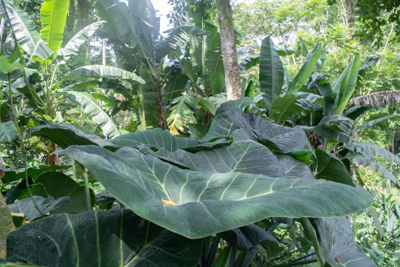 Planta da taboia