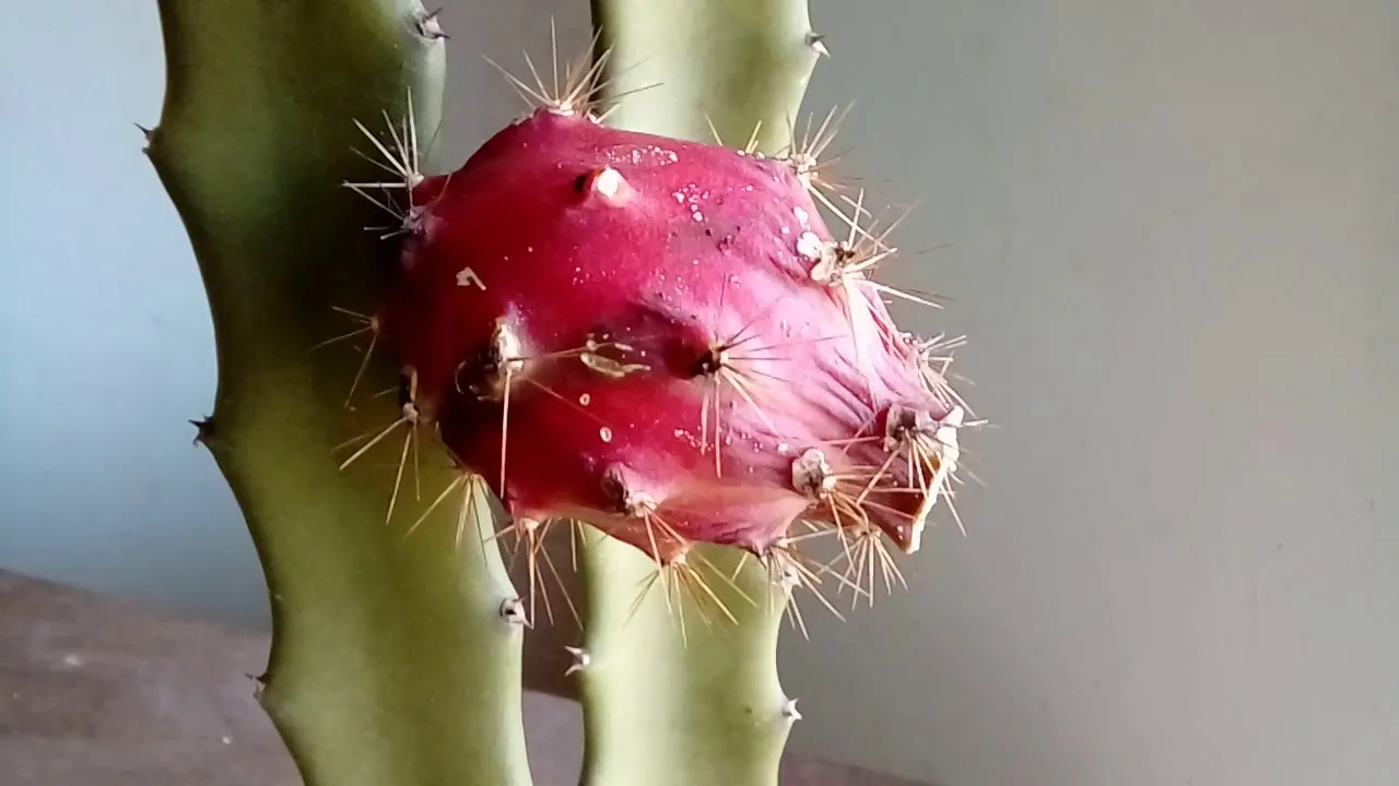 A pitaya do cerrado é um fruto comumente encontrado no Brasil