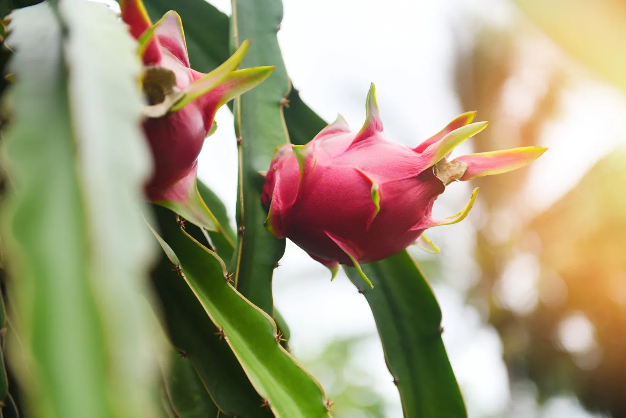 O Ceará é um estado produtor de pitaya, destacando as regiões da Chapada do Apodi