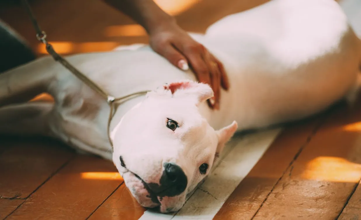 Cão, de porte robusto, tem expressão mansa como característica
