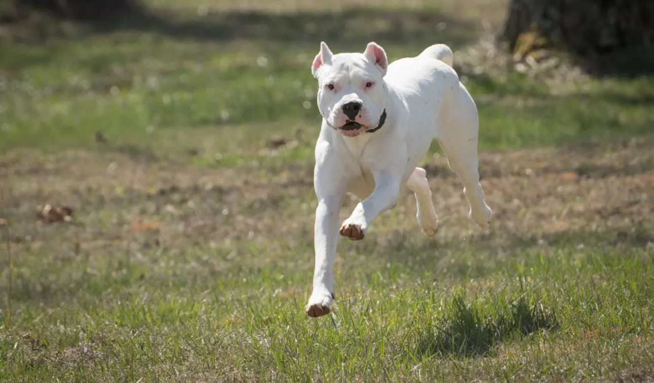Para evitar a displasia coxofemoral, cão não deve realizar exercícios pesados antes de adulto