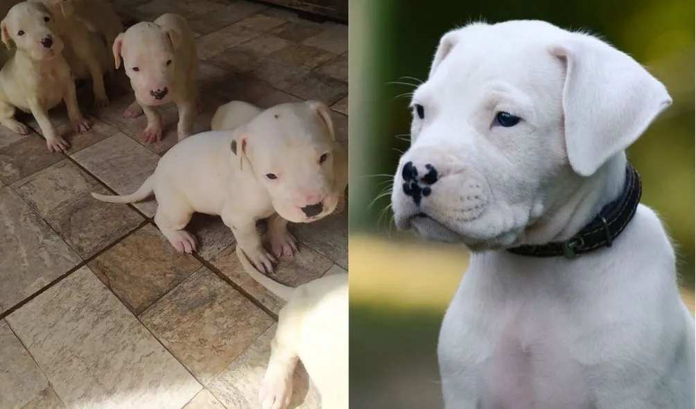 Animais da raça sempre são brancos, podendo ter uma mancha escura ou preta na cabeça