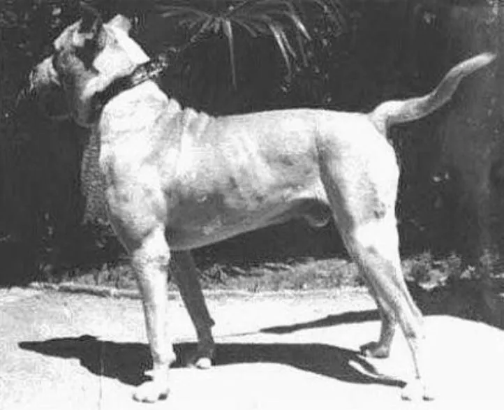 Com alta tolerância a dor, muitos exemplares do Velho Cão de Briga de Córdoba morreram em rinhas