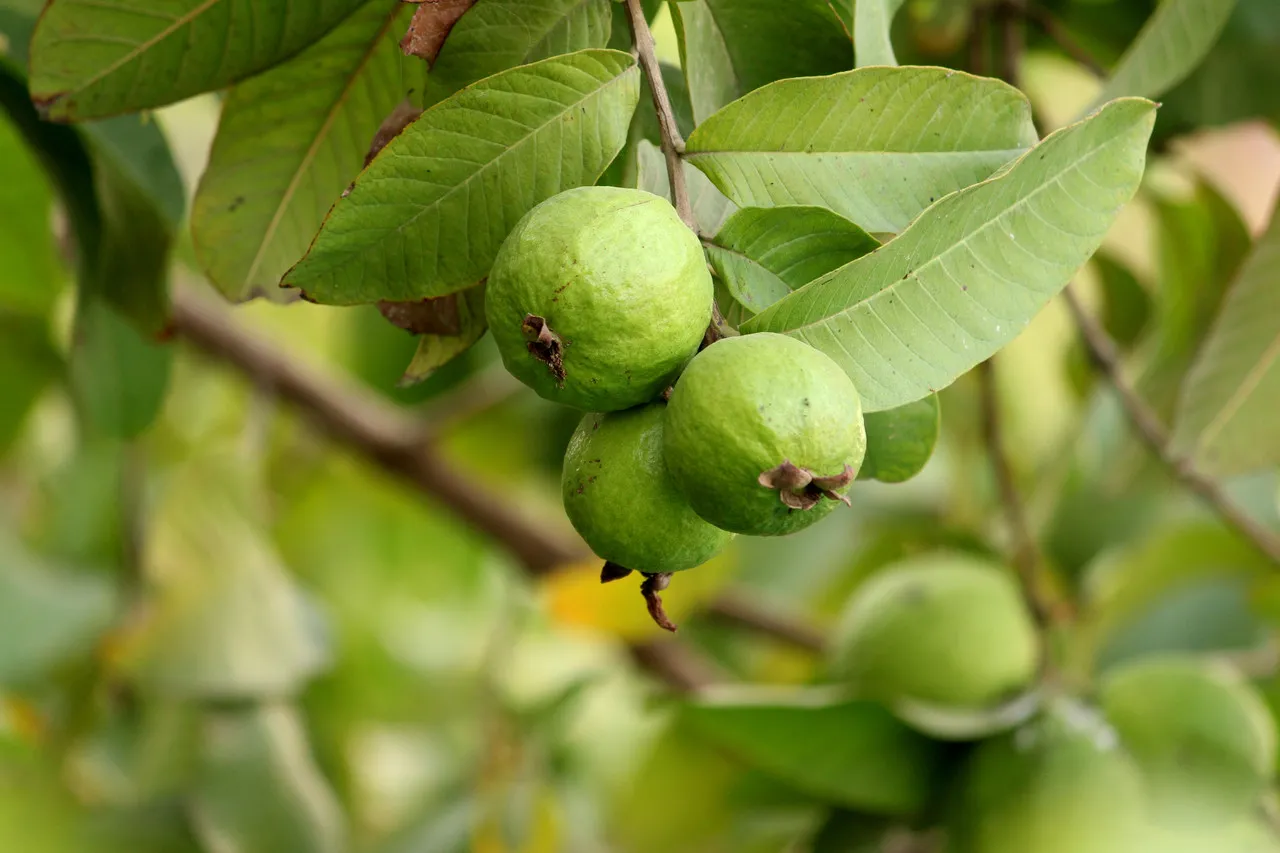 A goiabeira é conhecida cientificamente como Psidium guajava