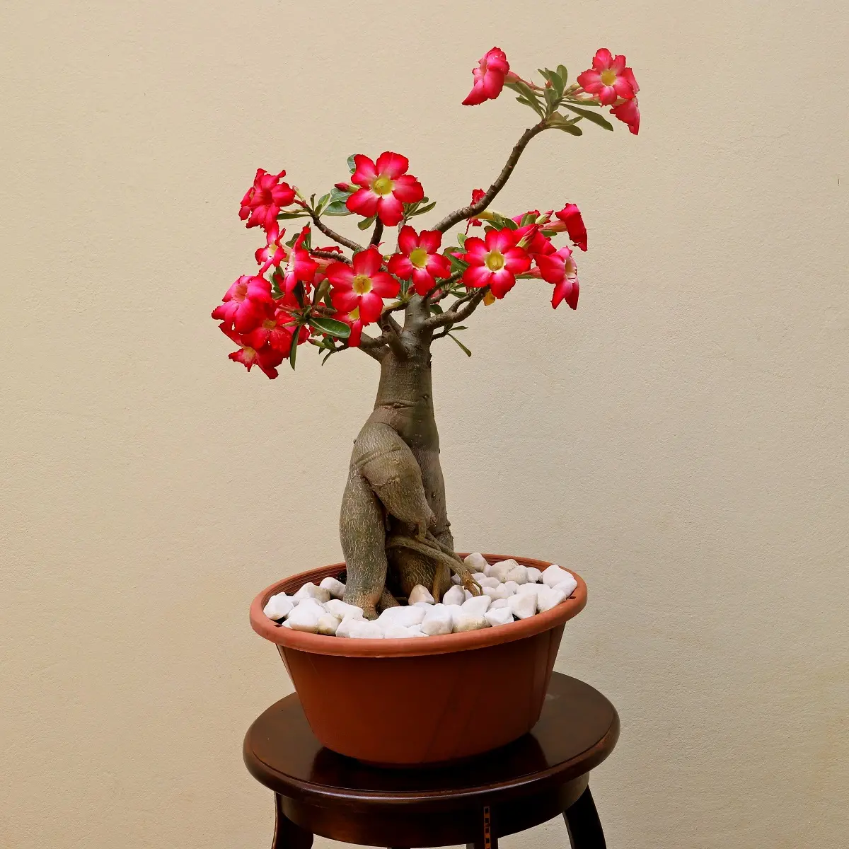 rosa-do-deserto