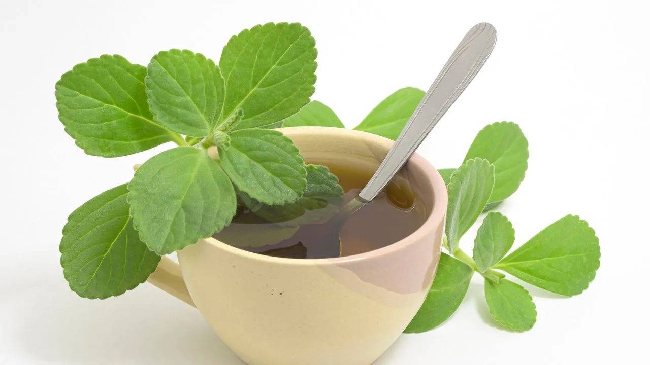 Chá de boldo tem propriedades digestivas, anti-inflamatória e anti-espasmódicas