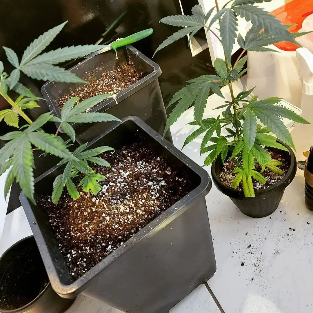 cannabis