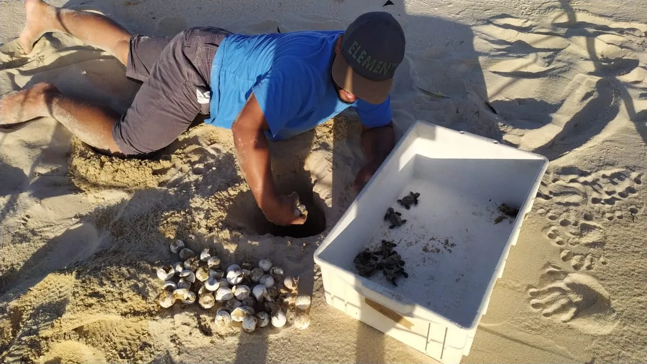 De um total de 157 ovos, apenas 83 tartarugas nasceram