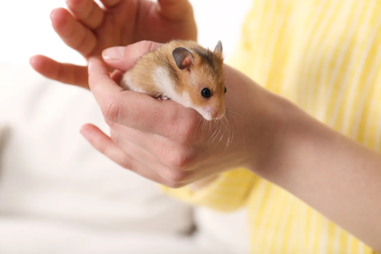 Os hamsters são conhecidos pela grande energia que possuem