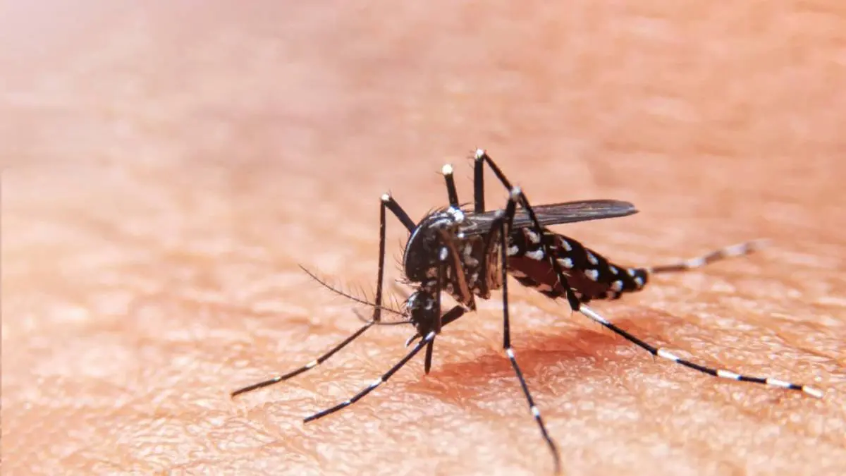 Imagem da notícia: Cepa de dengue mais disseminada no mundo é identificada no Brasil pela primeira vez