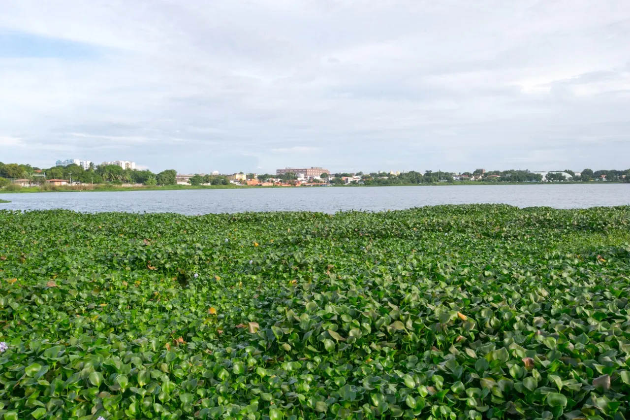 A presença de aguapés nas lagoas indicam índices de poluição