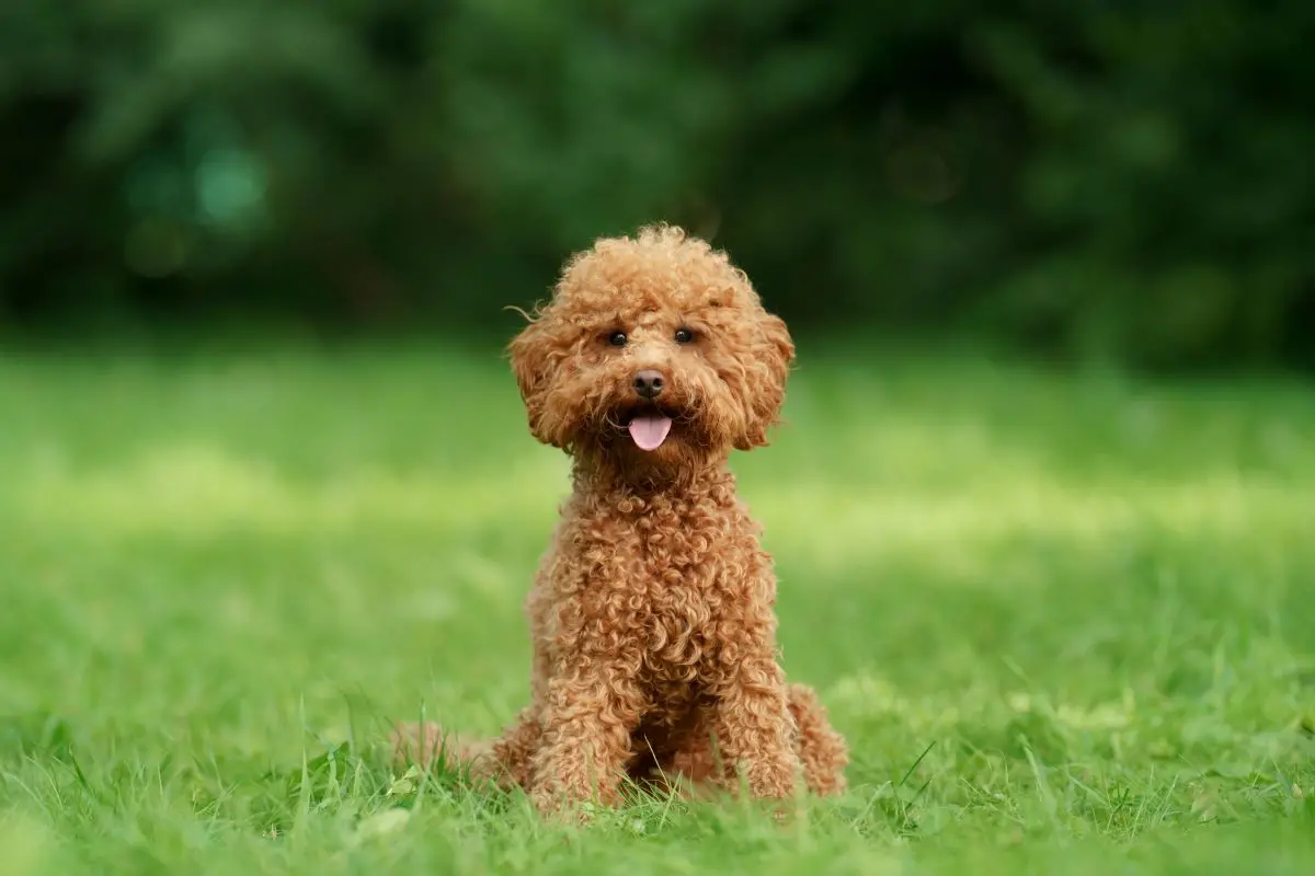 cachorro poodle toy