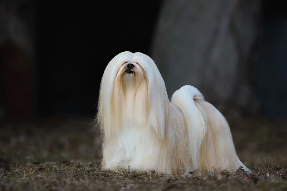 Imagem da notícia: Cachorro Lhasa Apso: saiba tudo sobre a raça 