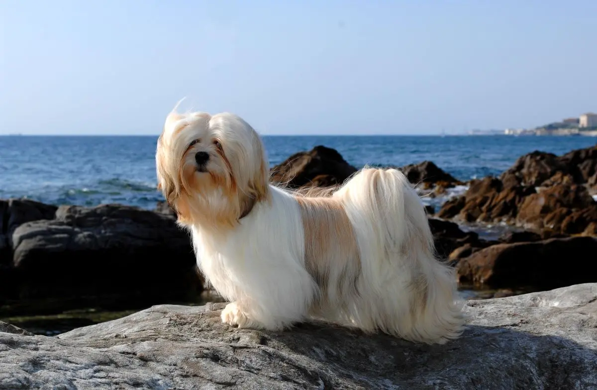 lhasa apso