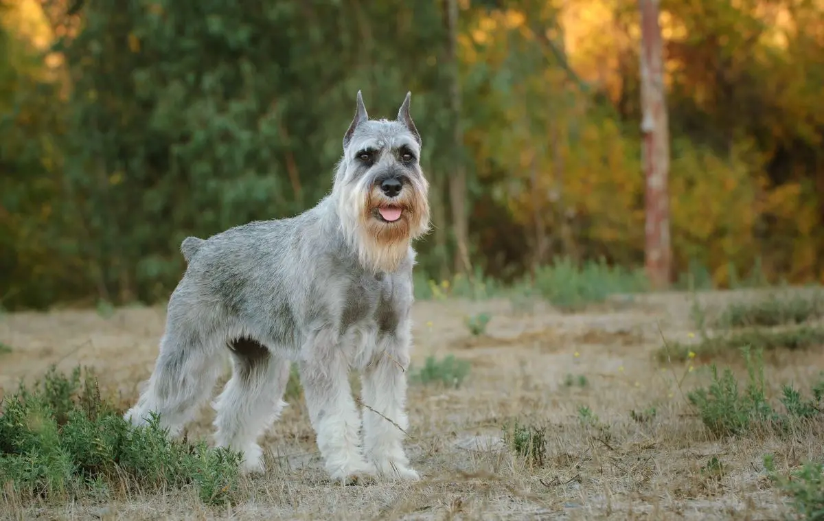 schnauzer gigante