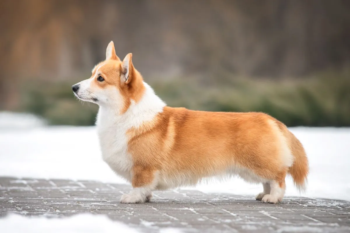 O corgi pembroke tem como principal traço a extremidade do rabo branca,