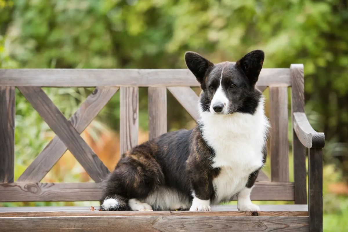O corgi cardigan é maior e mais robusto que o pembroke