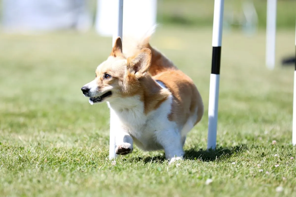 Os corgis são cachorros com muita energia e que gostam de correr, pular e brincar com obstáculos