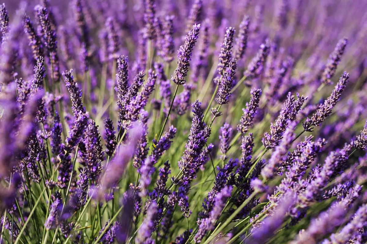 Planta lavanda