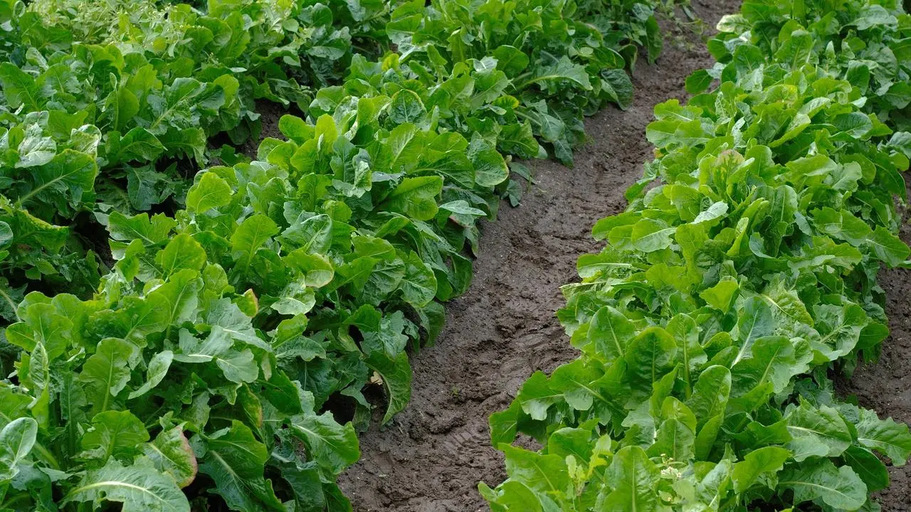 Plantação chicória