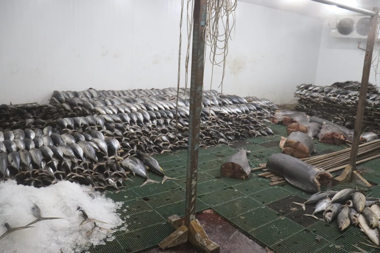 Policiais encontraram toneladas de peixe, vendido sem nota fiscal, no local onde combustível era armanezado