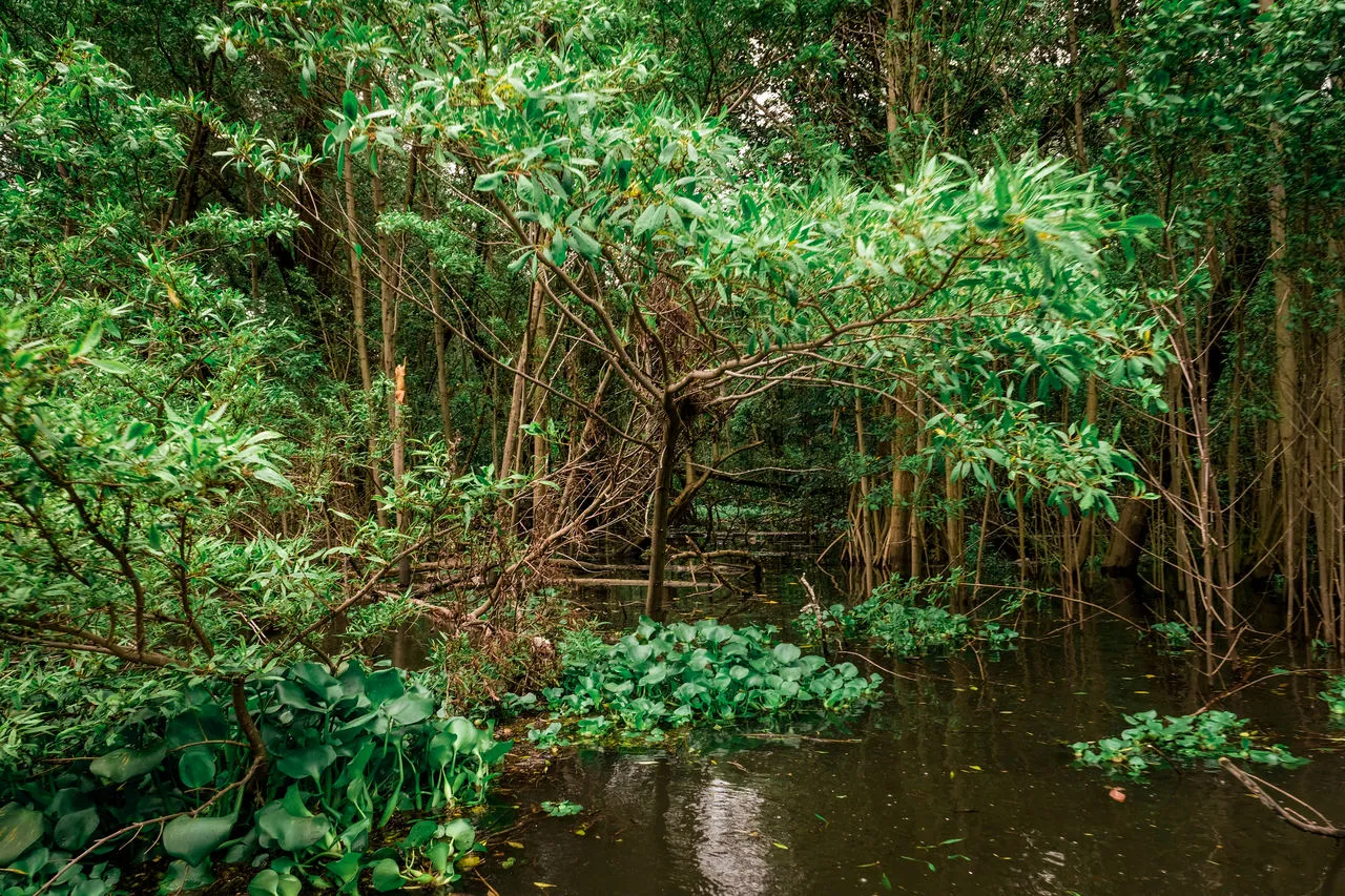 Vegetação de mangues típicos da região
