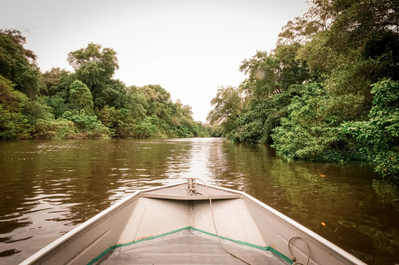 Passeio pelo rio é imersão na floresta em meio à cidade