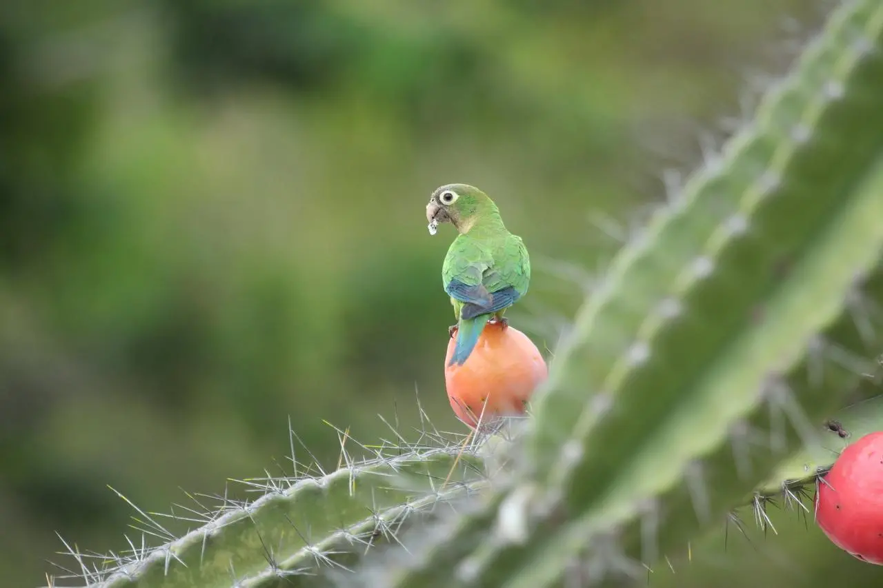 Caatinga biodiversidade