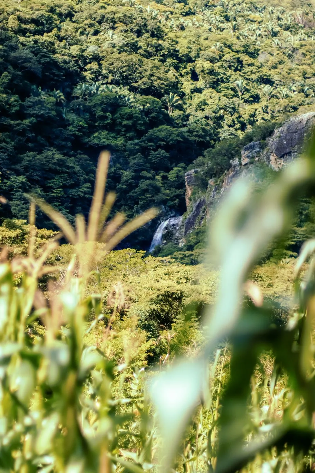 Cachoeiras com mais de 50 m de queda, cavernas e sítios arqueológicos estão entre as riquezas naturais do Parque Estadual das Carnaúbas.