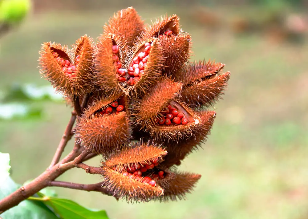 Fruto urucum