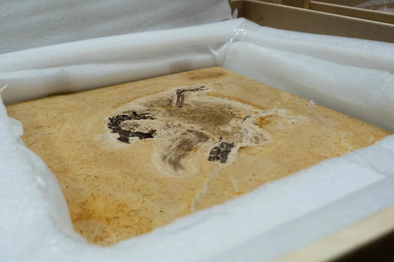 Em solo brasileiro, o fóssil descoberto na região da Bacia do Araripe, no Sul do Ceará, remonta ao período Cretáceo e viveu há cerca de 110 e 115 milhões de anos
