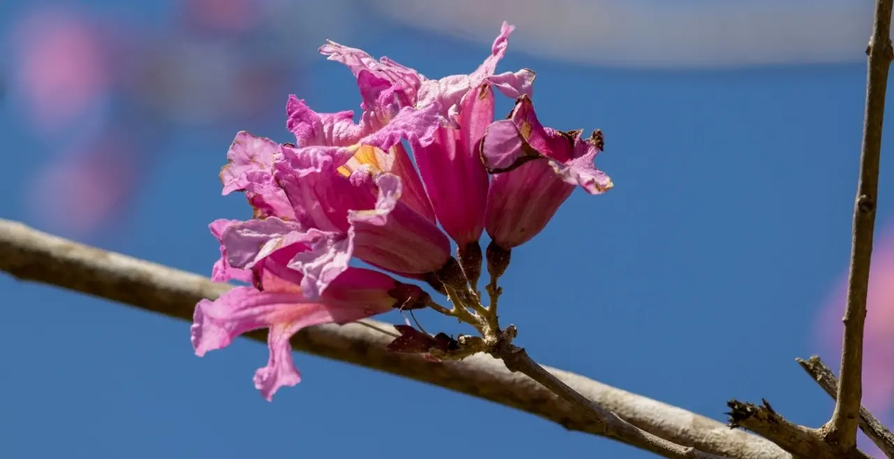 A planta Ipê-roxo faz parte da família Bignoniaceae.