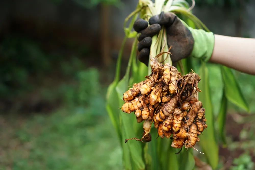Raiz deve ser cultivada em solos argilosos, com boa capacidade de drenagem