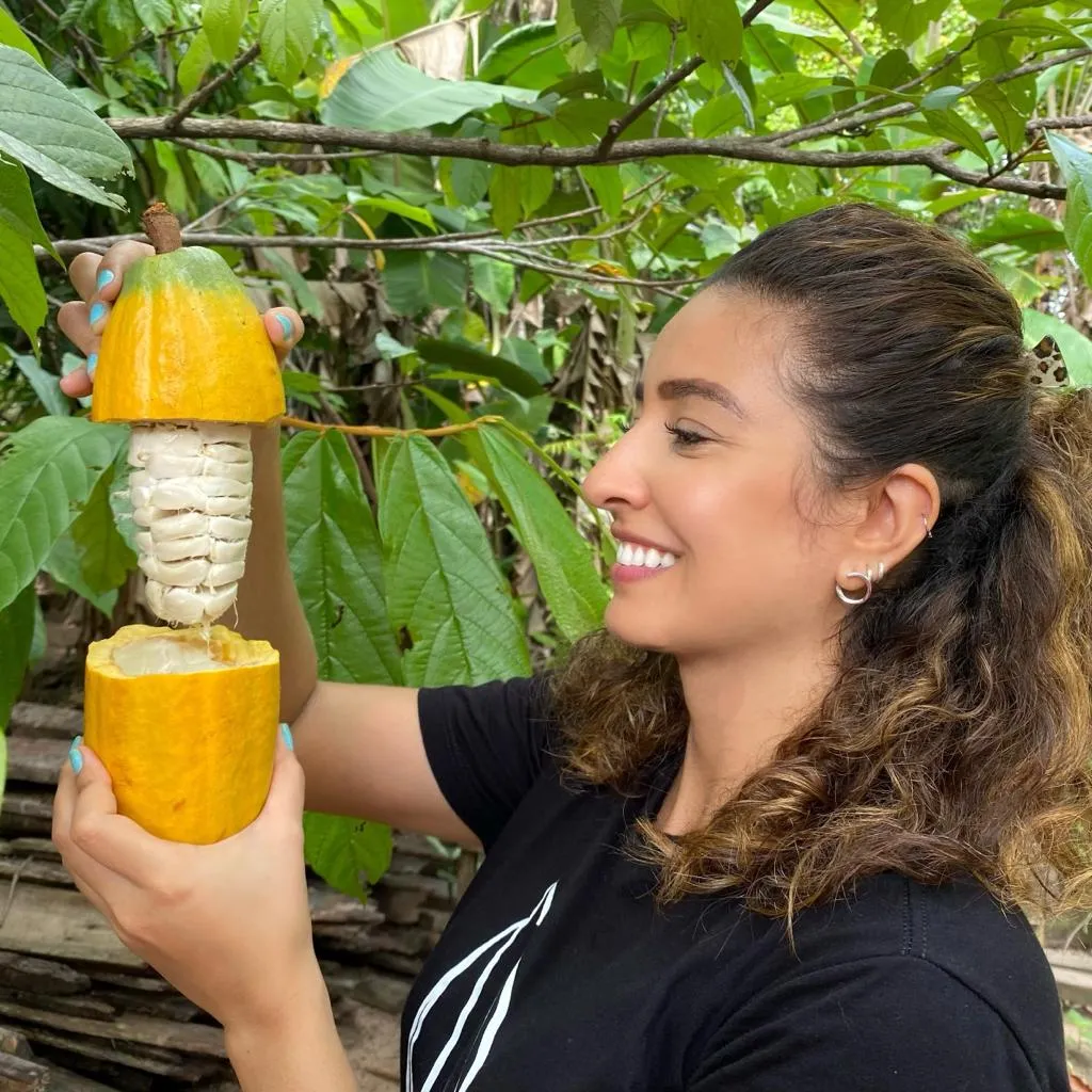 Tudo se inicia com a colheita do fruto de acordo com a maturação, seguida por fermentação. Nesta etapa, o cacau passa de cinco a sete dias