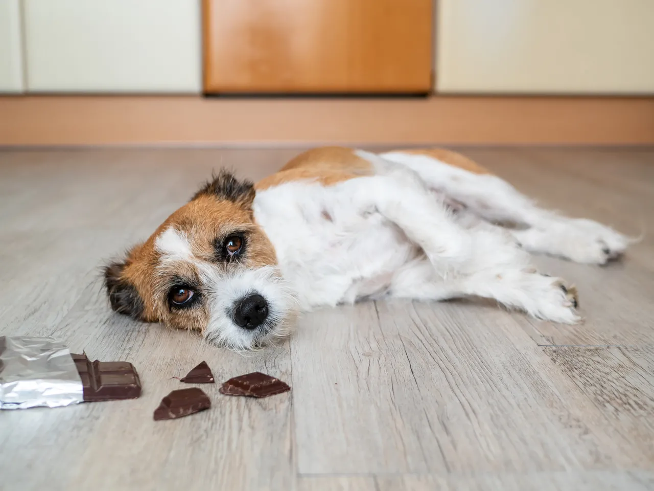 Para tratar os sintomas, o profissional veterinário pode induzir ao vômito do animal