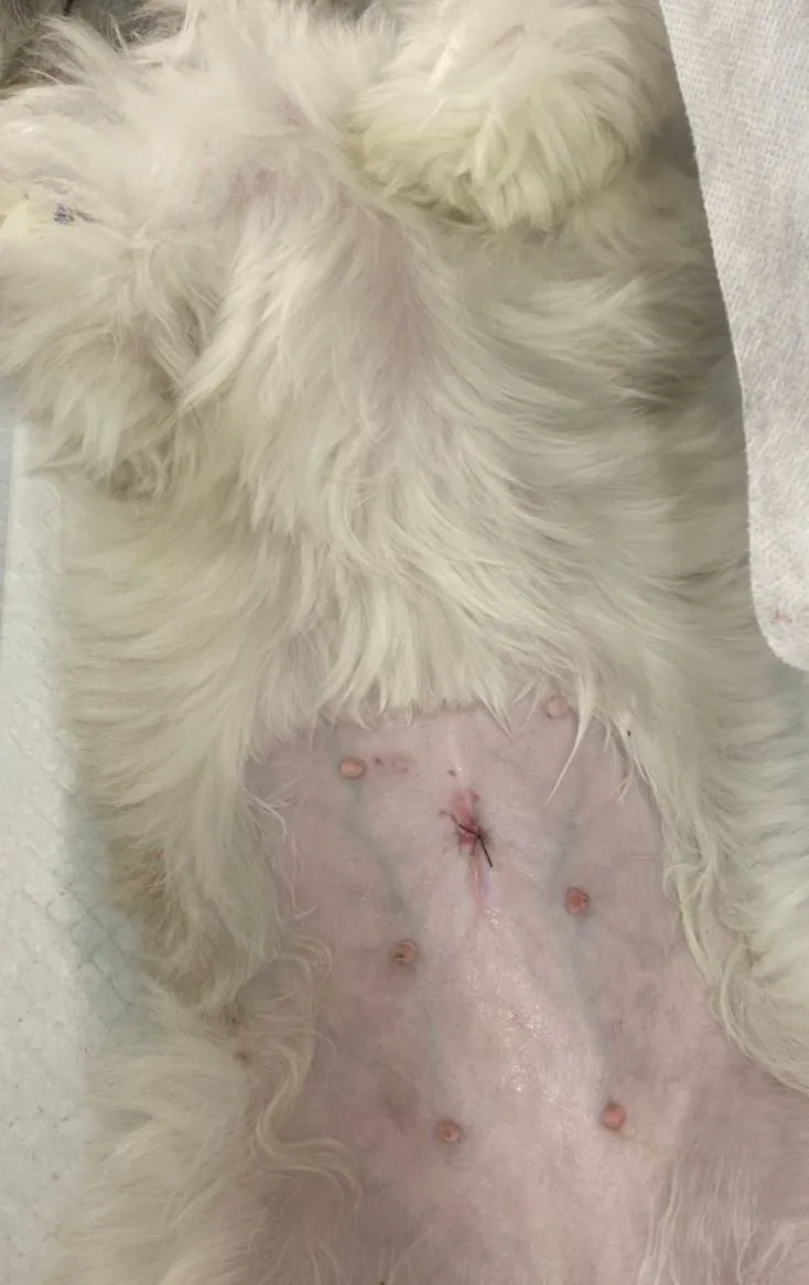 Eles podem sentir um pouco de desconforto nos primeiros dias, mas em uma semana devem estar totalmente recuperados