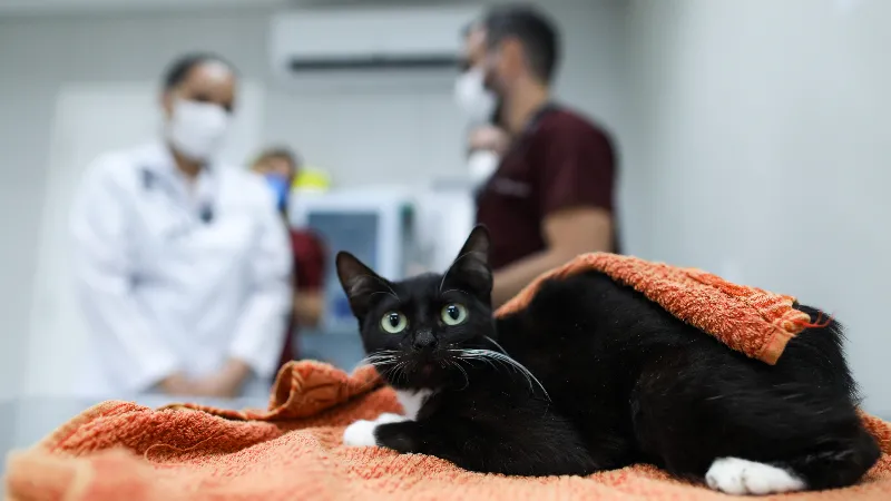 O atendimento na clínica veterinária da Unifor é via marcação de consultas pelo WhatsApp