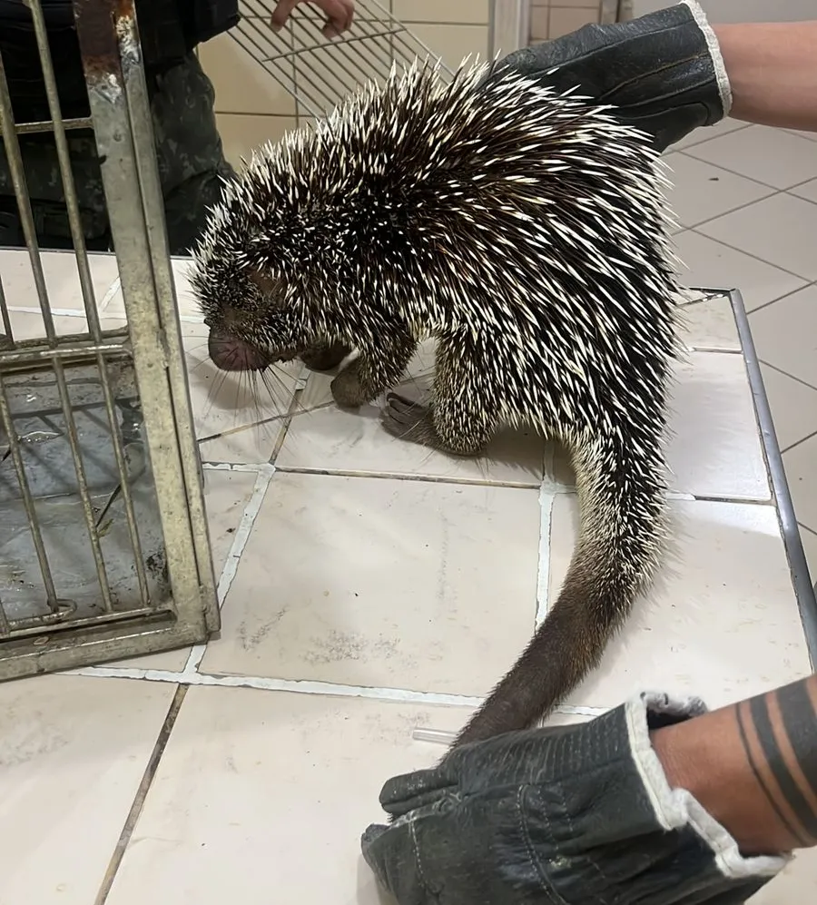 O porco-espinho-de-Baturité foi encontrado no último sábado (30)