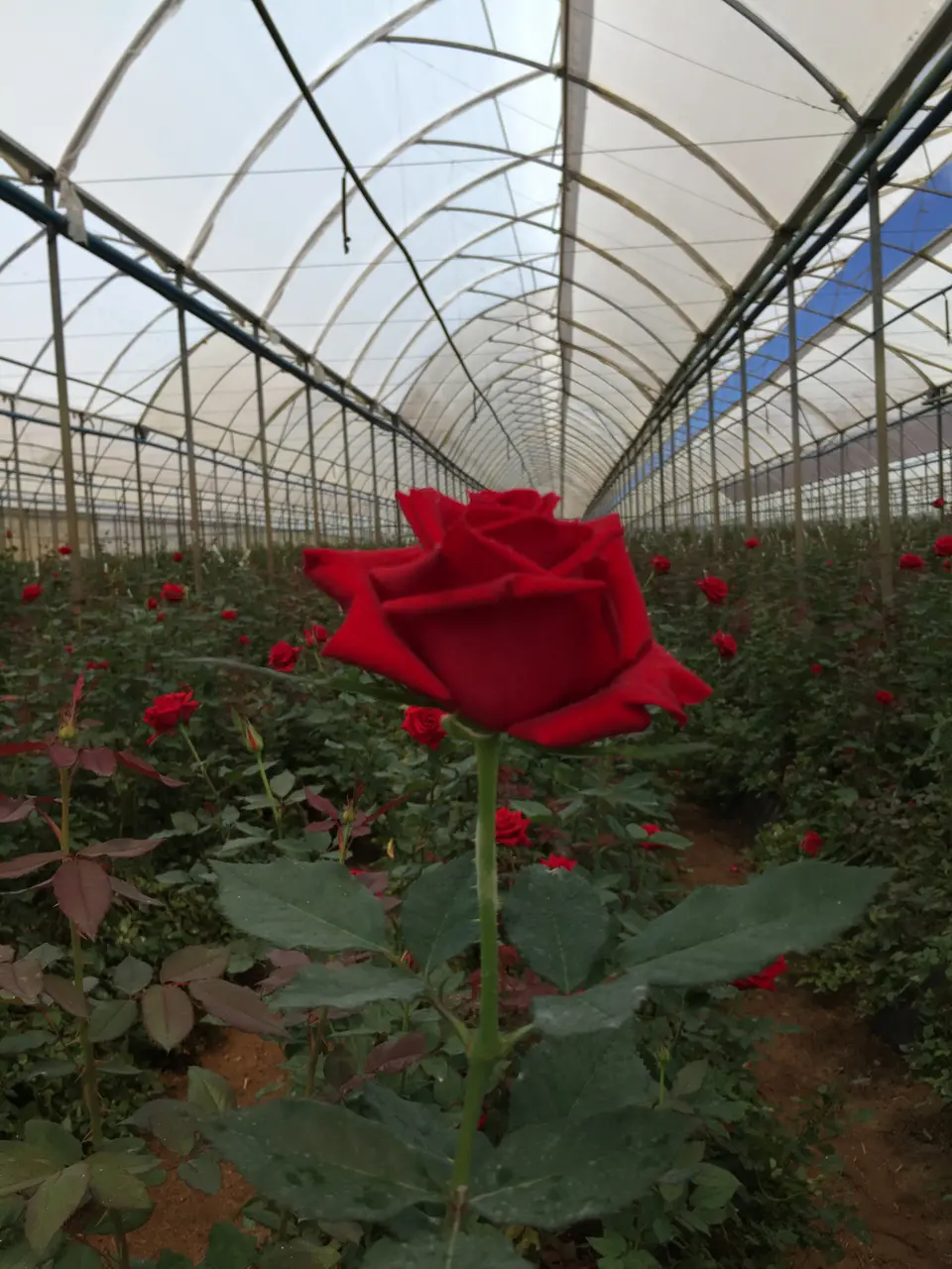 Rosa