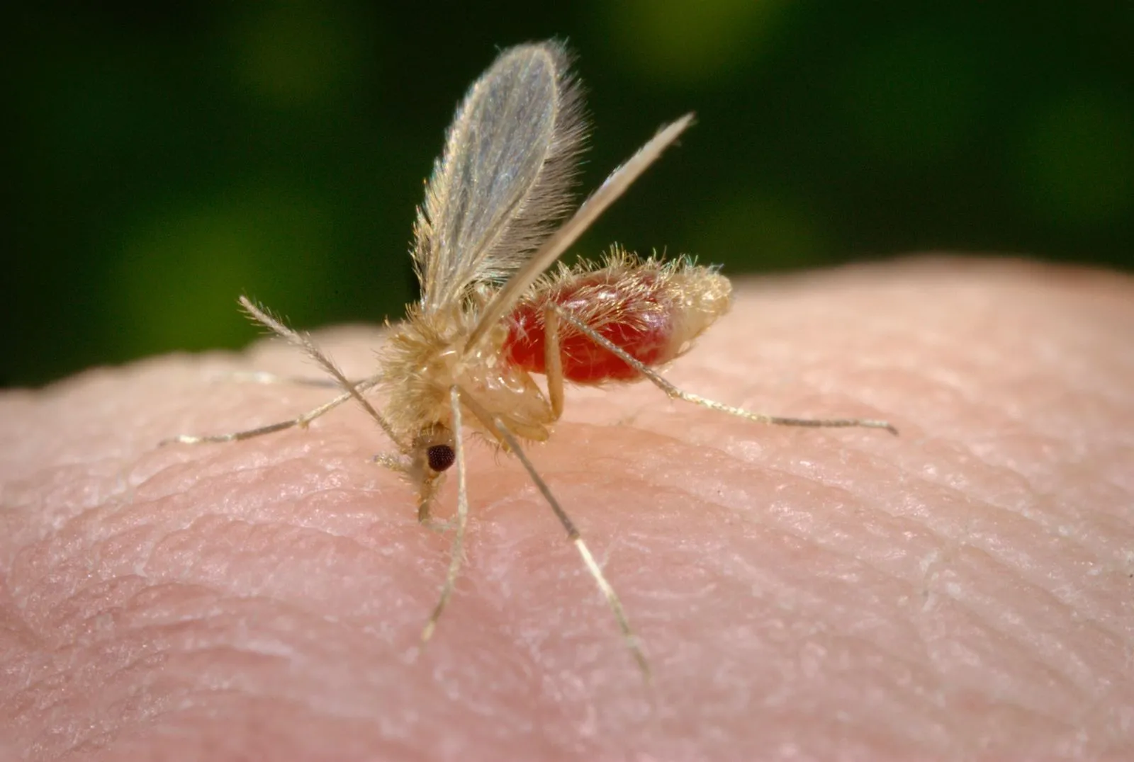 Ela é transmitida por um mosquito conhecido popularmente como “mosquito palha”
