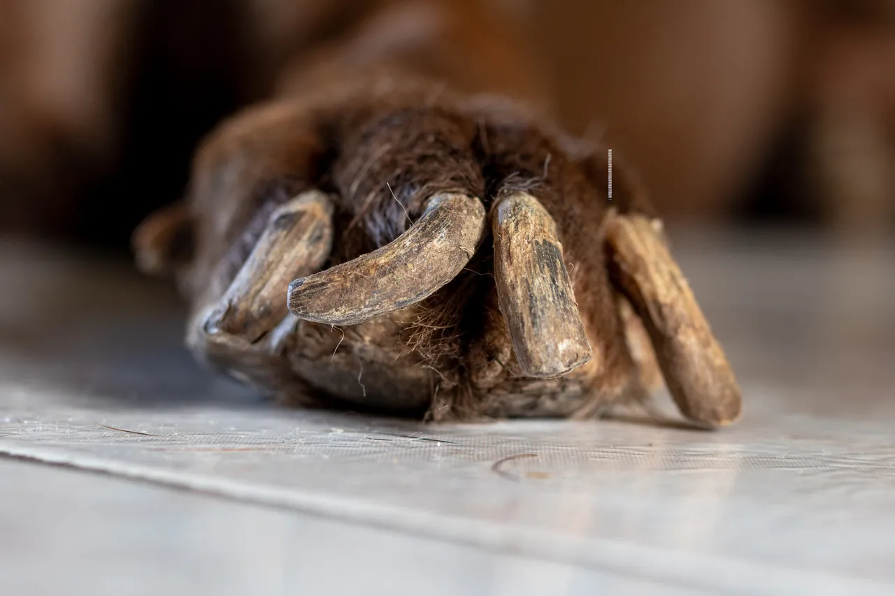O crescimento excessivo das unhas é um dos sintomas da leishmaniose