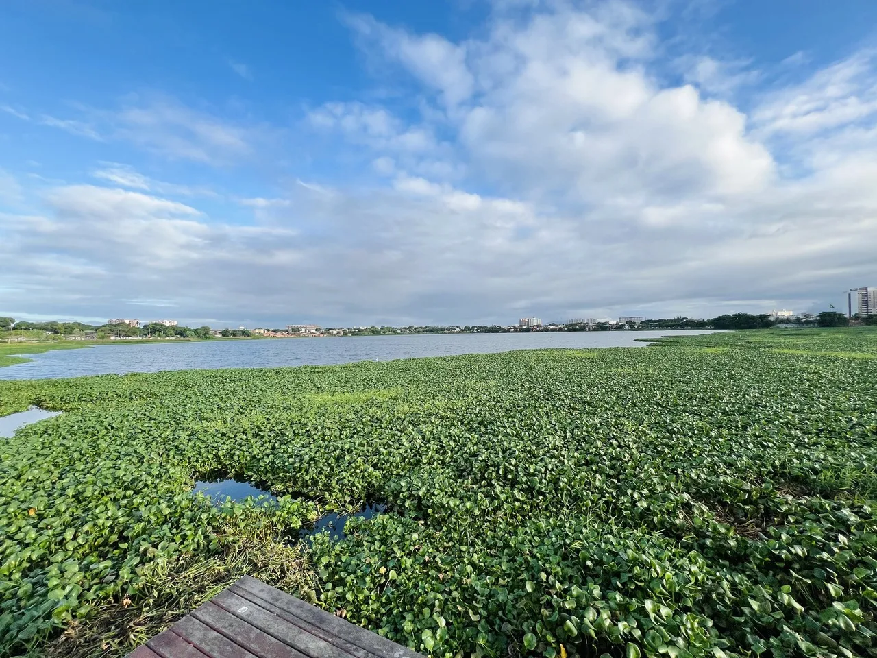 A lagoa da Parangaba, a maior em volume de água de Fortaleza, é palco da trama do livro infantil