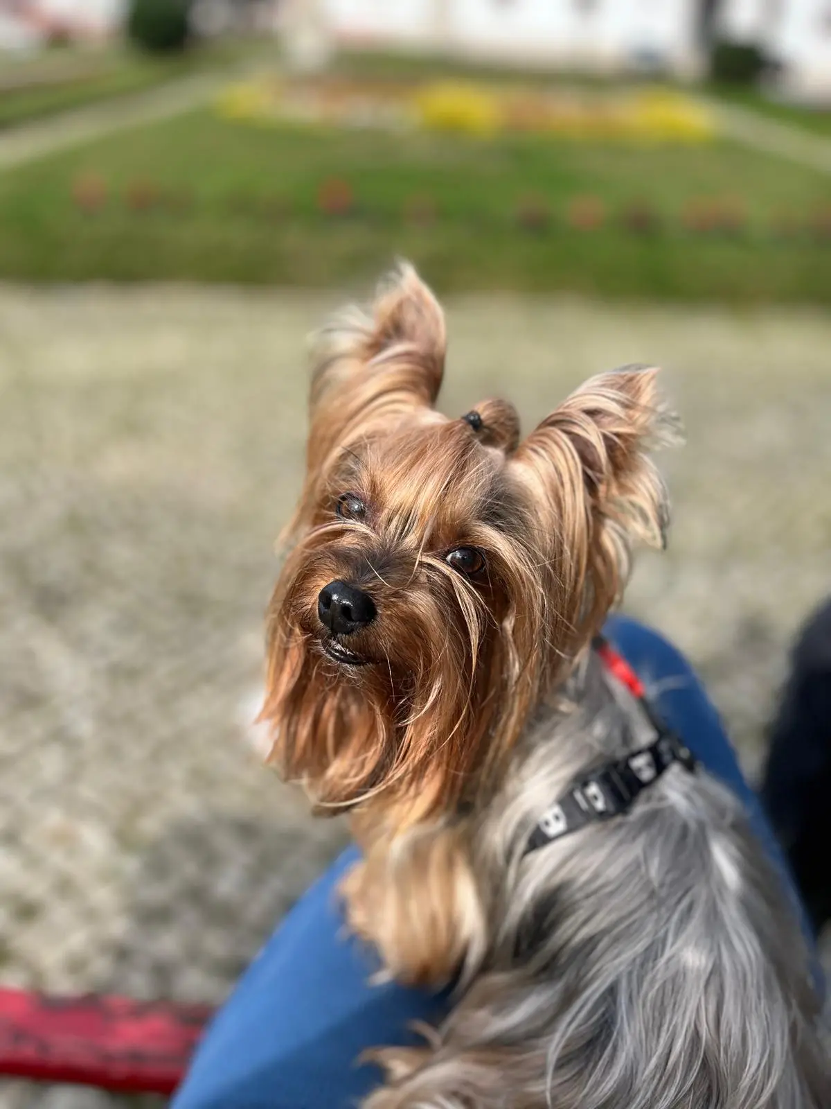 Cachorro com calazar em tratamento