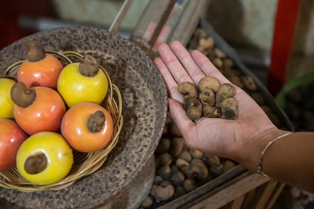 De exposições temporárias a fusquinha personalizado, passando pelo contato com o alimento in natura: várias formas de vivenciar o Museu do Caju