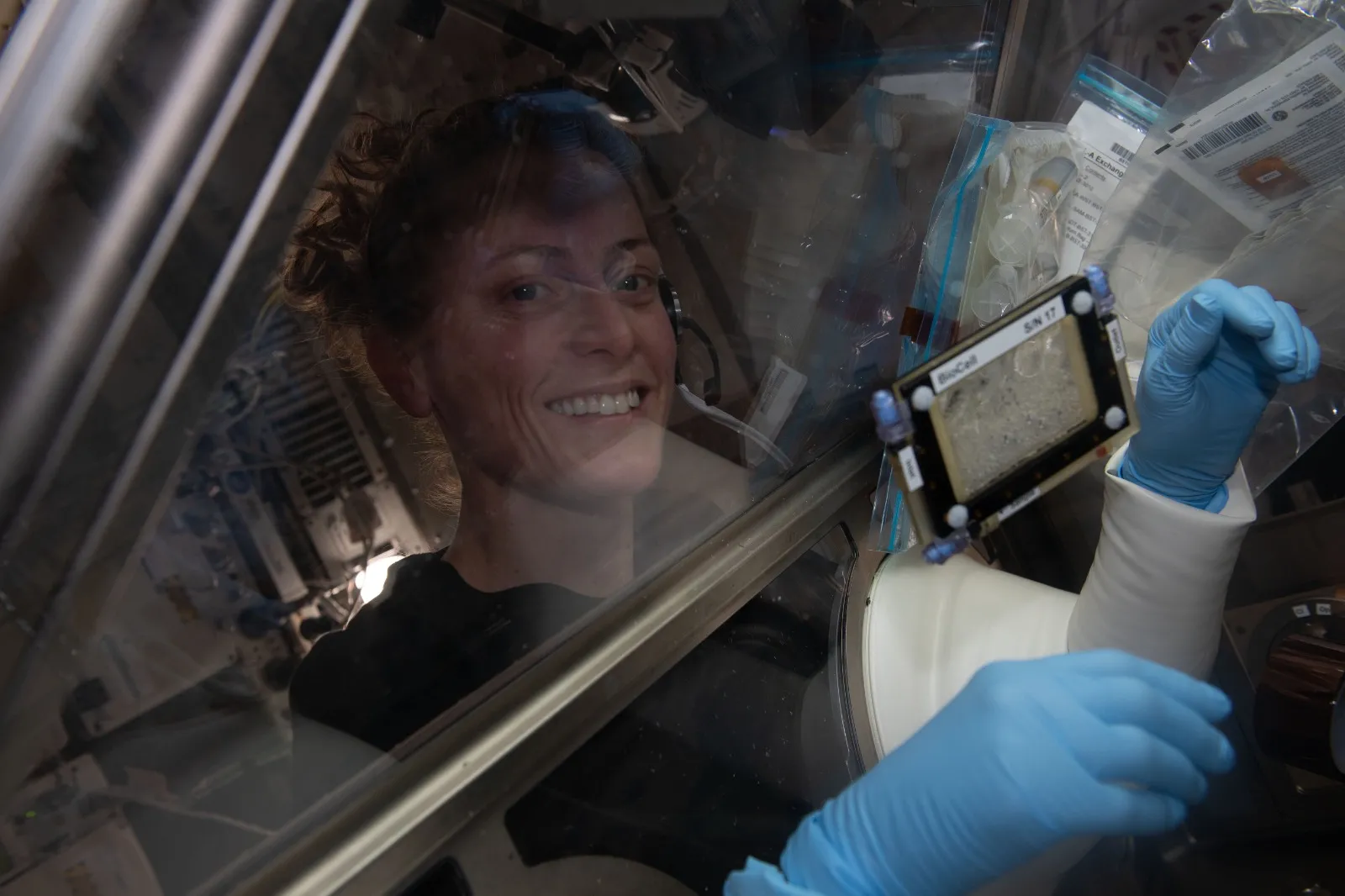 A astronauta Loral O'Hara em um estudo de células ósseas dentro do Life Science Glovebox