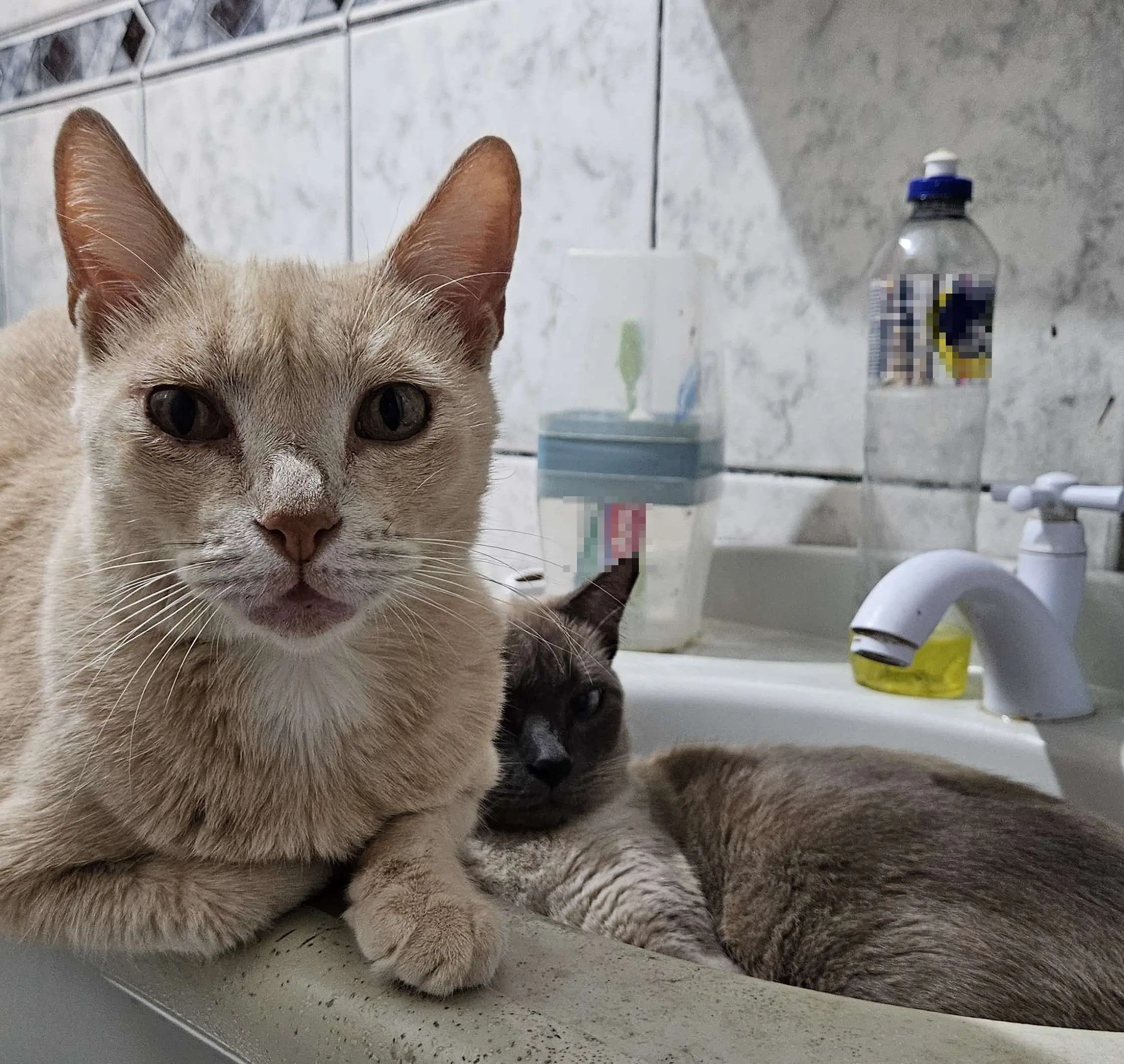 Dia do Gato 2025: veja dicas de filmes, séries e jogos com felinos para celebrar a data