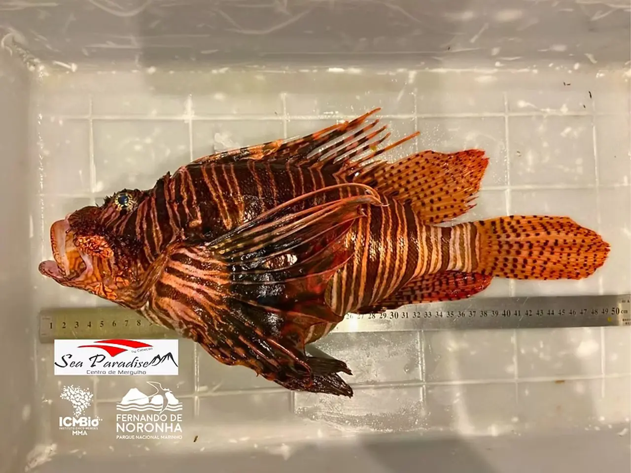 Imagem mostra maior peixe-leão do mundo capturado em Fernando de Noronha disposto ao lado de régua que indica o tamanho recorde de 49 centímetros