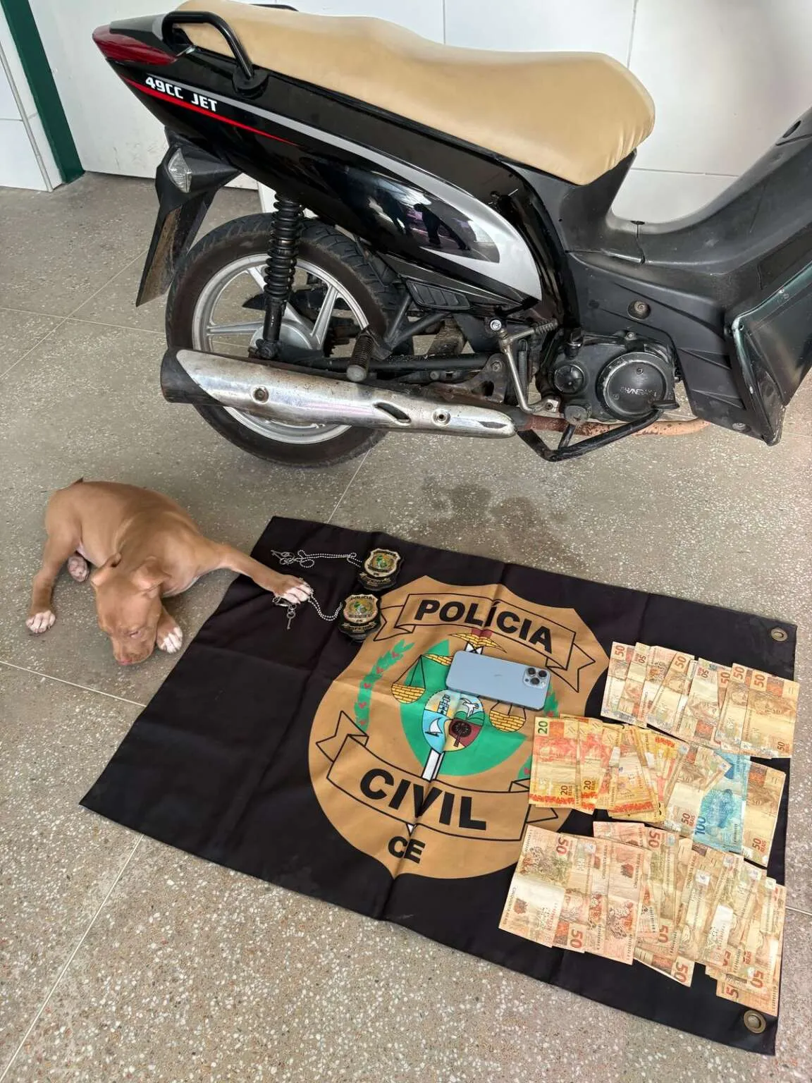 Adolescente detida disse ter pago R$ 700,00 pelo filhote de pitbull
