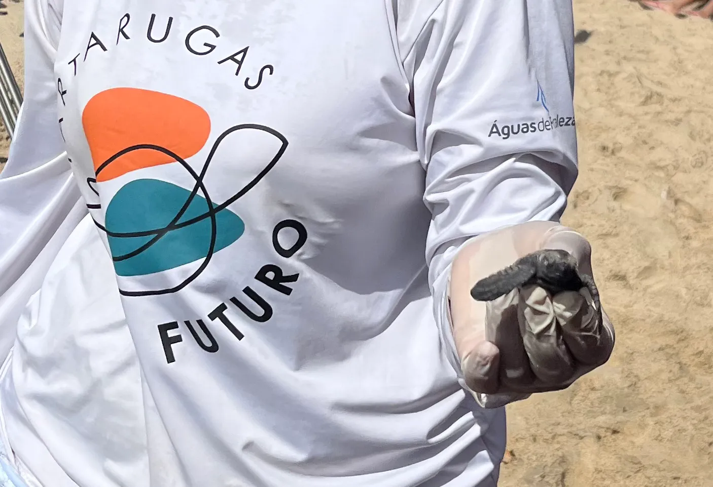 O espetáculo é visto de longe, sem interferência, mas os voluntários das organizações que realizam a eclosão costumam mostrar algumas delas, para que todos possamos conhecer um pouco mais sobre aquelas minúsculas tartarugas que acabaram de nascer