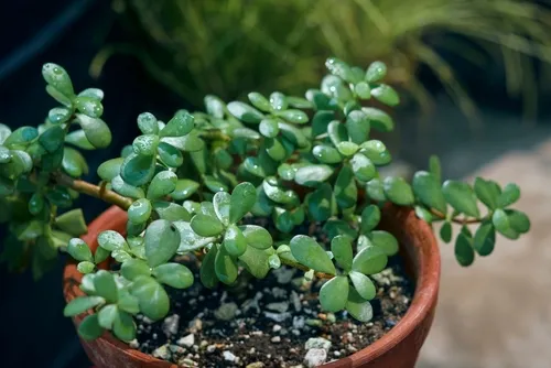 A planta-jade é tradicionalmente ligada à prosperidade e costuma ser usada para atrair abundância financeira